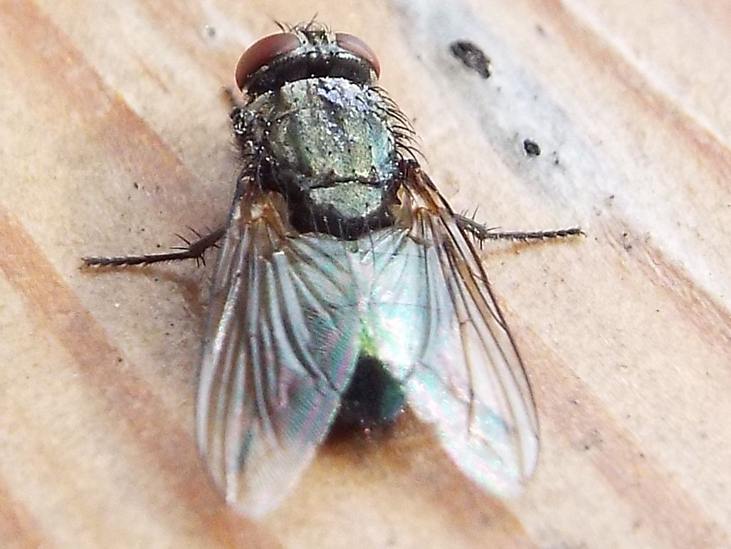 Protocalliphora azurea  (Calliphoridae)